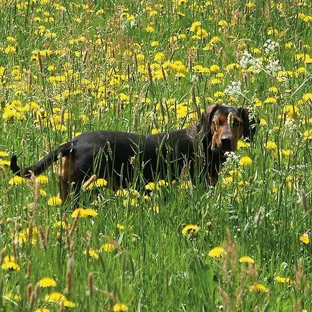 Farm stay Ringlerhof *