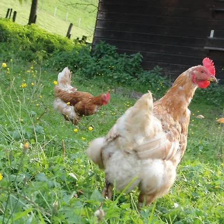 Farm stay Ringlerhof *