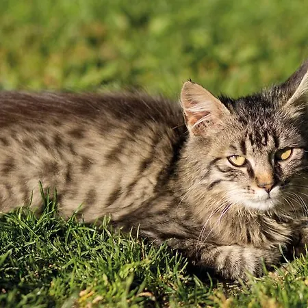 Ringlerhof Gospodarstwo agroturystyczne