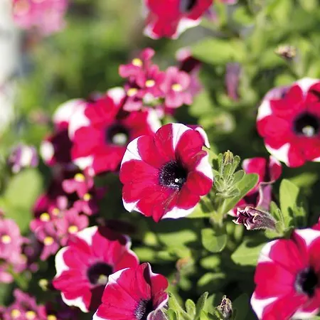 Gospodarstwo agroturystyczne Ringlerhof