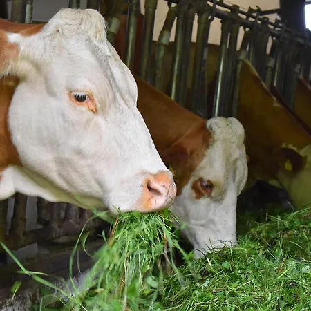 Ringlerhof * Michaelerberg