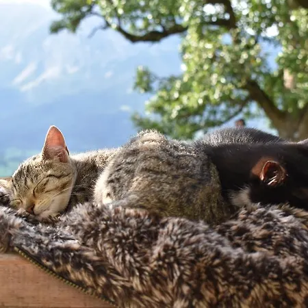 Farm stay Ringlerhof *