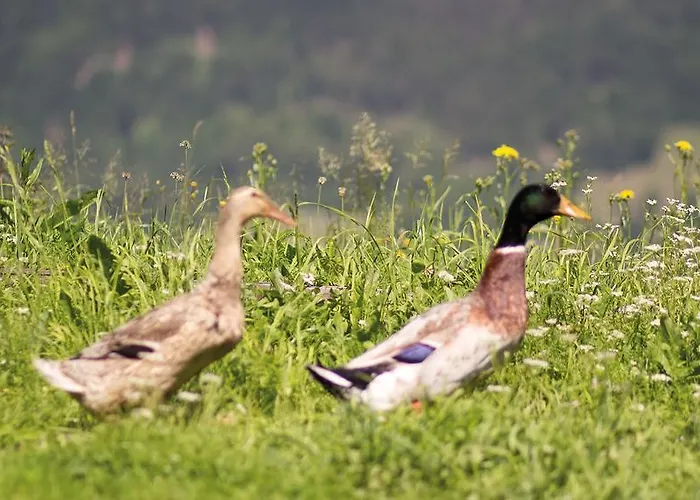 Фермерский дом Ringlerhof