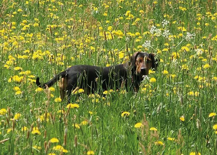 مزرعة للإقامة Ringlerhof *