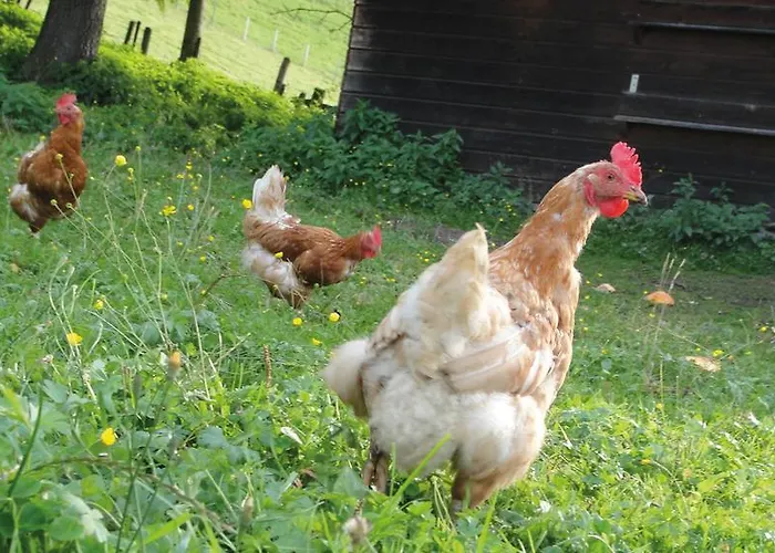 Gospodarstwo agroturystyczne Ringlerhof *