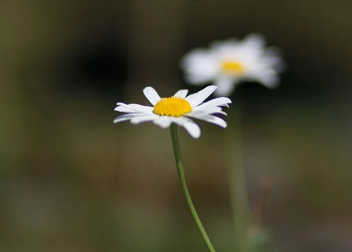Ringlerhof Michaelerberg