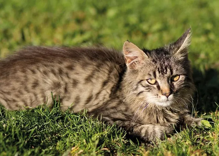 Ringlerhof Gospodarstwo agroturystyczne