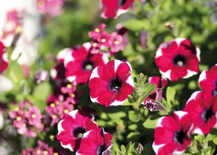 Фермерский дом Ringlerhof