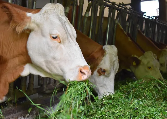 Ringlerhof * Michaelerberg