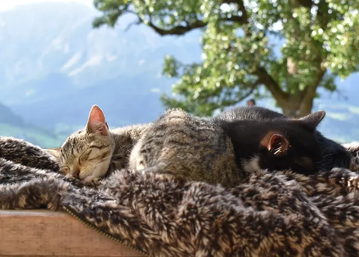 مزرعة للإقامة Ringlerhof *